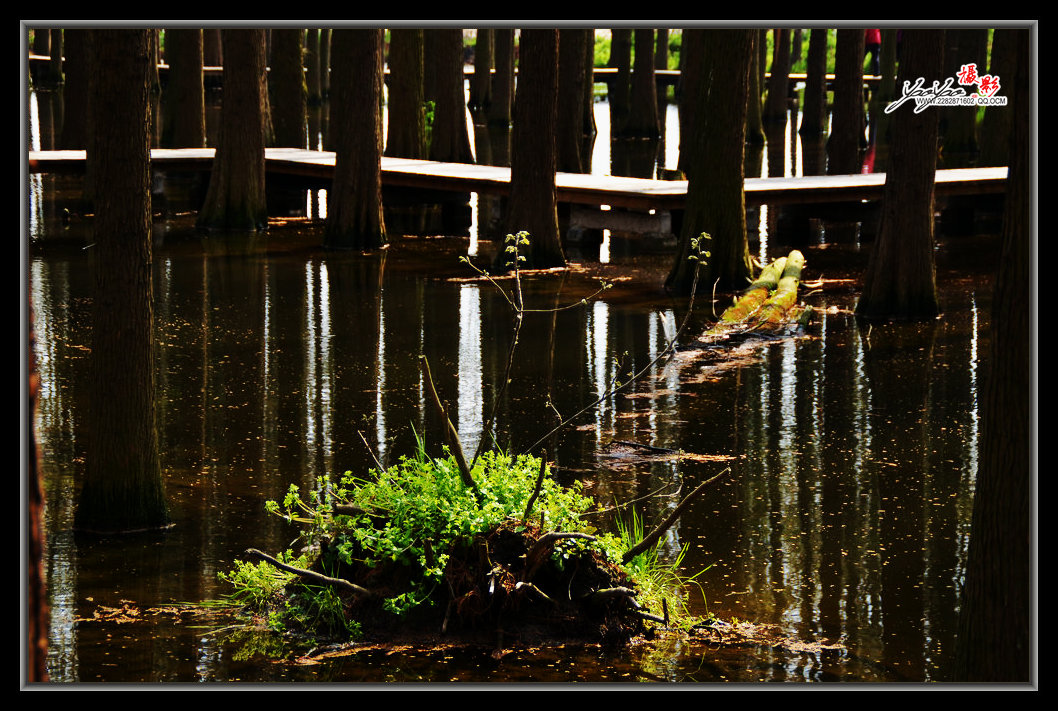 dsc_2696.jpg