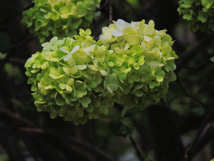 ds;cn4538_.jpg