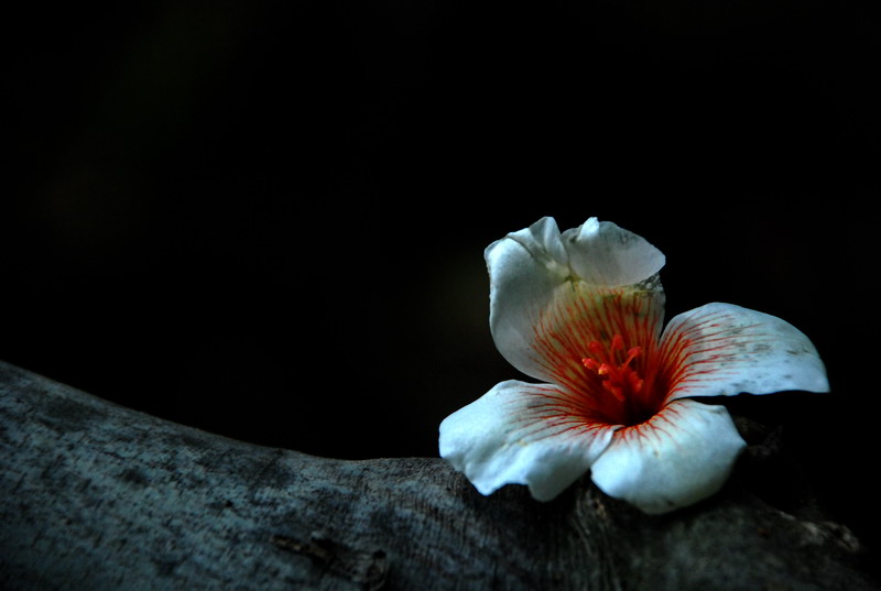 dsc_7821.jpg
