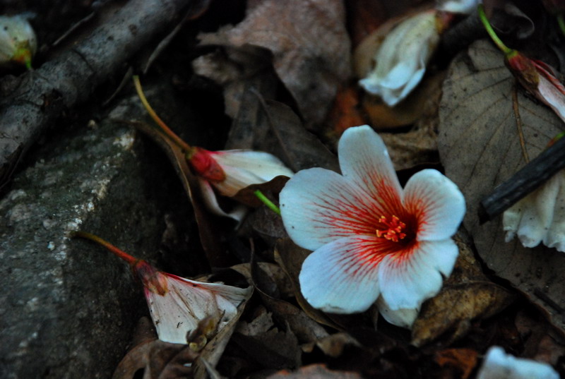 dsc_7838.jpg