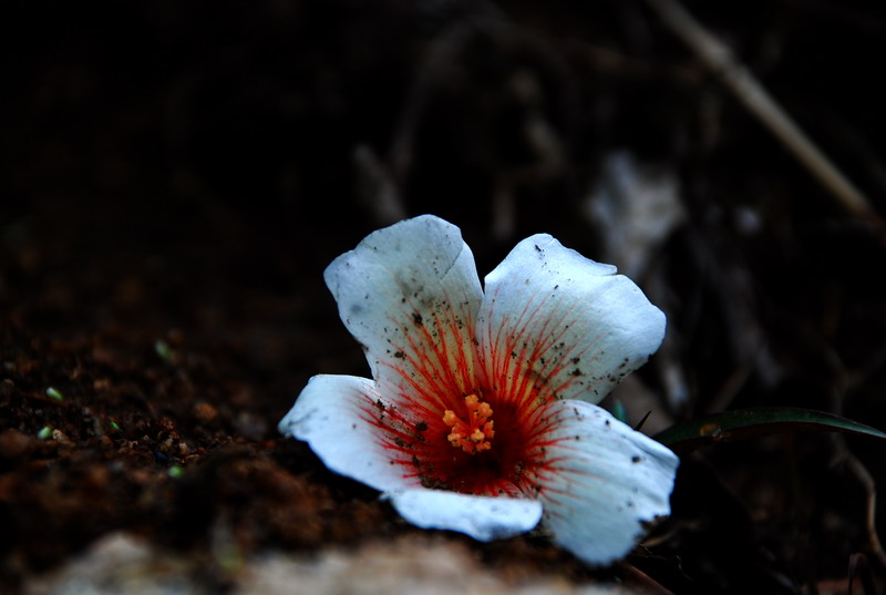 dsc_7928.jpg