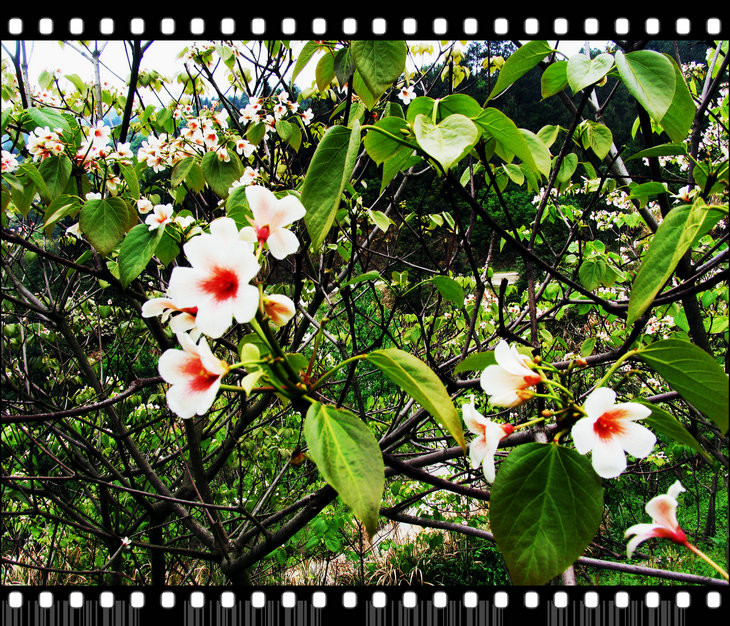 Ƭ 044.jpg