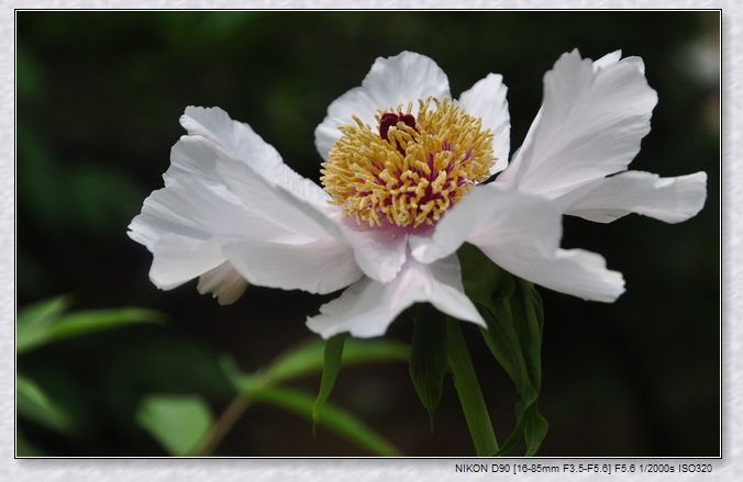 dsc_2161w.jpg