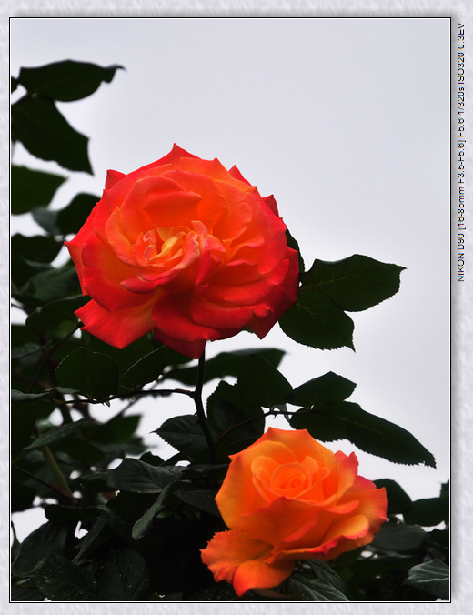 dsc_2211qw.jpg