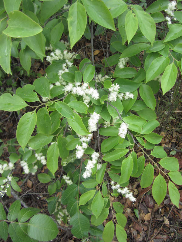  (2) img_4581.jpg