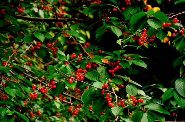 _dsc6135.jpg