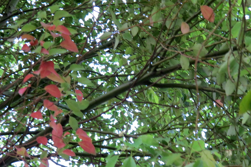 img_4924_.jpg