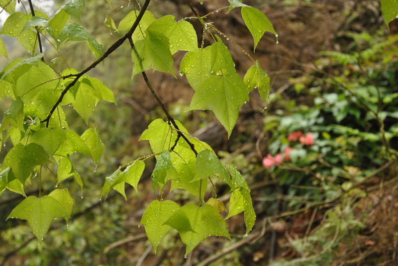 dsc_0081.jpg