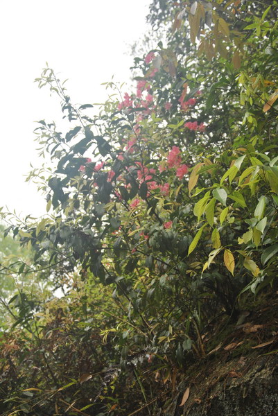 dsc_0087.jpg