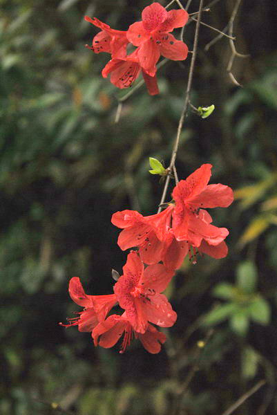 dsc_0133.jpg