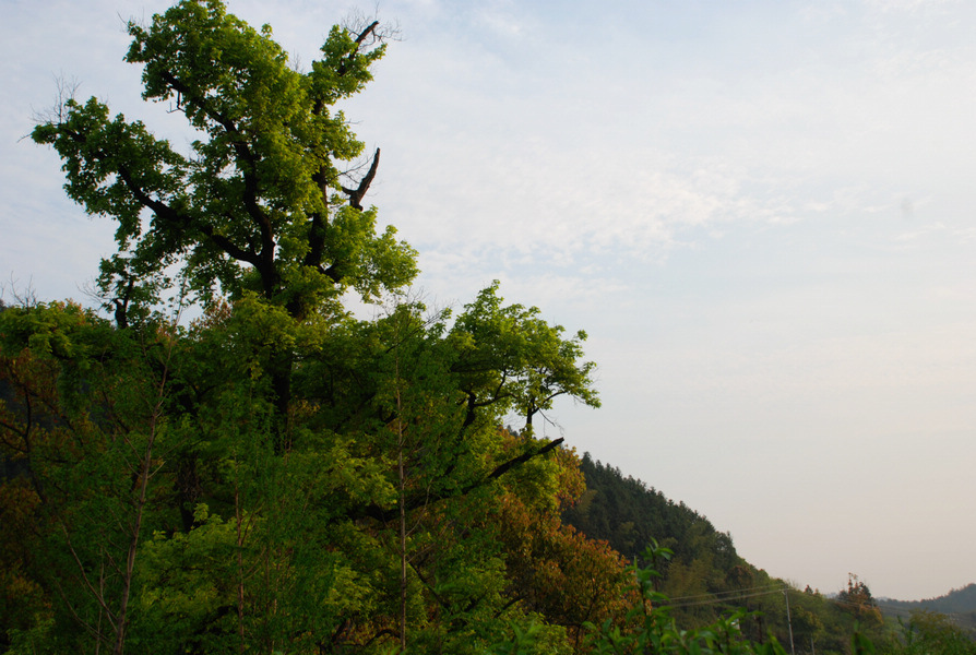 dsc_0088.jpg