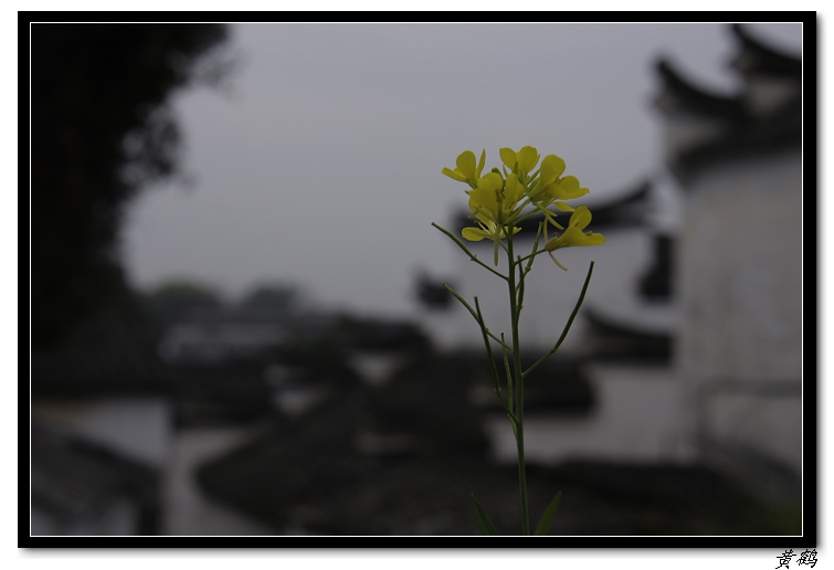 诸葛村墙头的油菜花.jpg