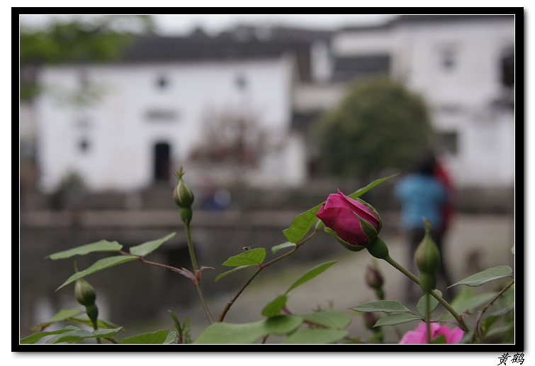 花影背后有露编.jpg