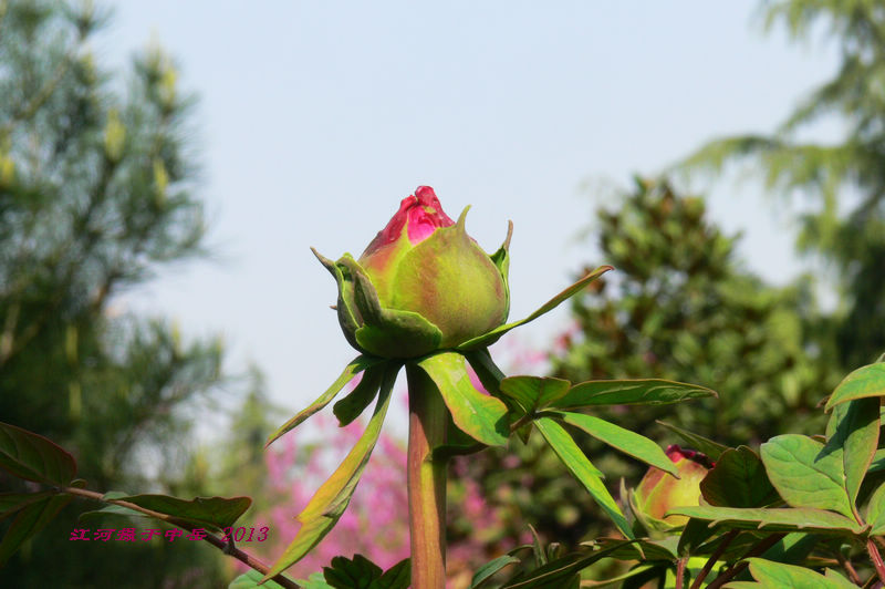 p1260541.jpg