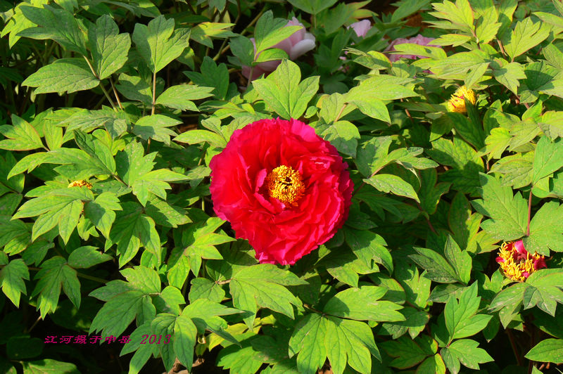 p1260520.jpg