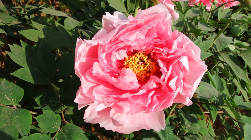 dscf9055_.jpg