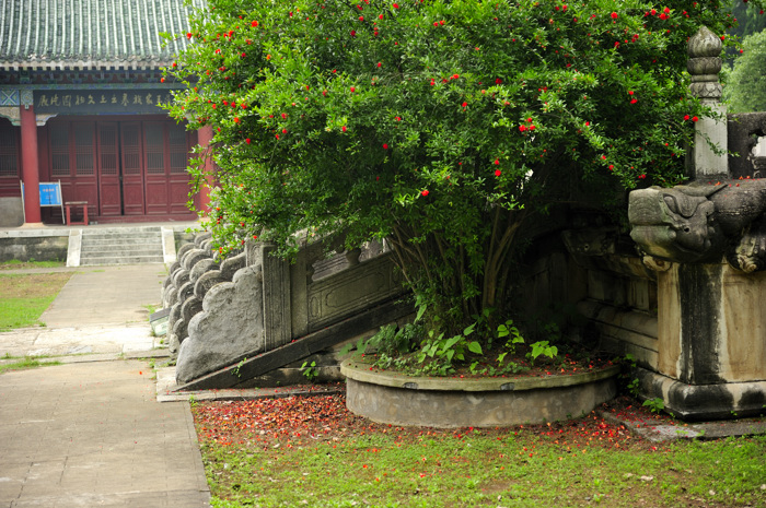 _dsc9981.jpg