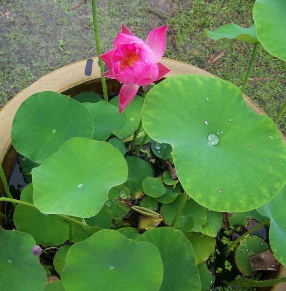 neo_img_100_9391.jpg