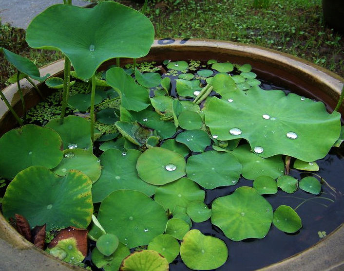 neo_img_100_9393.jpg