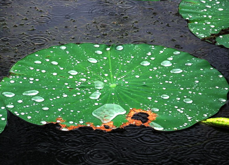 neo_img_100_9401.jpg