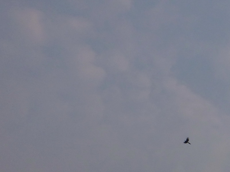 p1070909.jpg