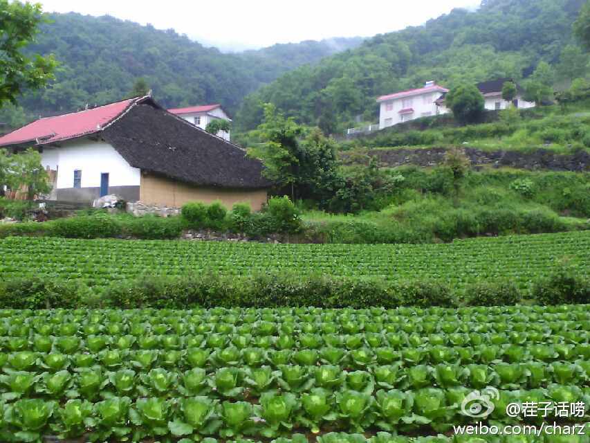 蔬菜也是景.jpg