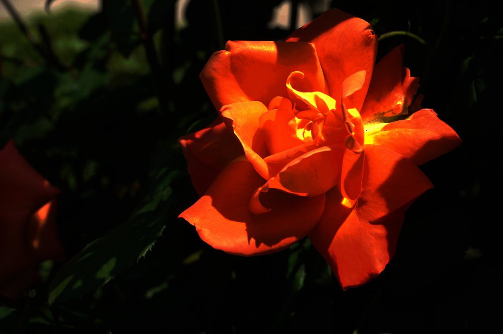dsc02375_.jpg
