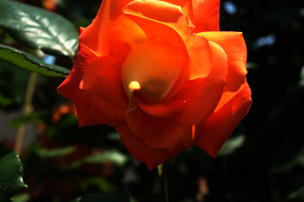 dsc02376_.jpg