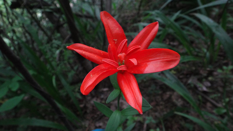dsc09550_.jpg