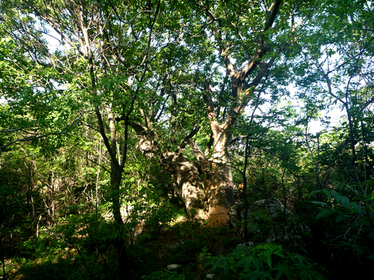 p1150019_.jpg