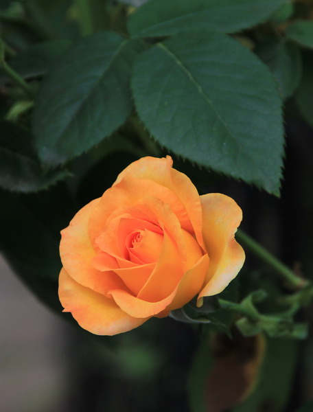 img_3405_СС.jpg