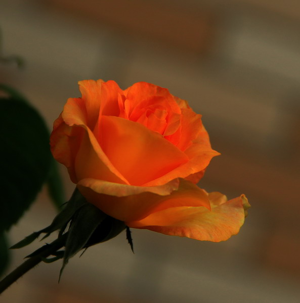 img_3411_СС.jpg