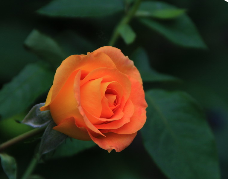 img_3418_СС.jpg