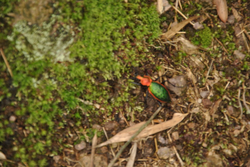 dsc_0396_С.jpg