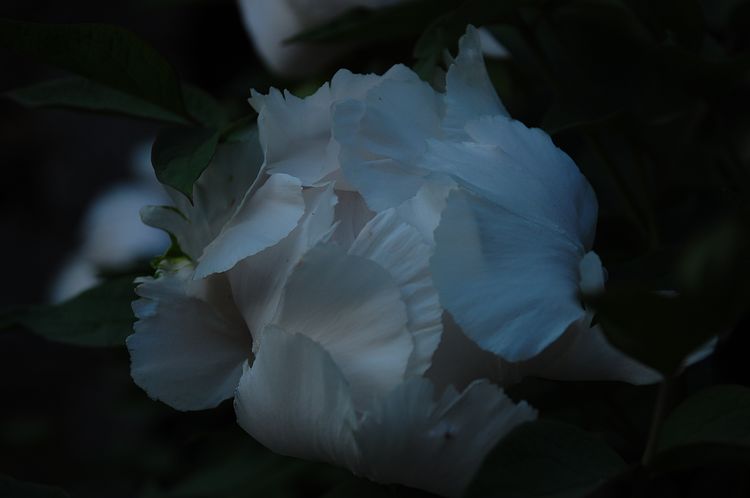 neo_img_dsc_0360.jpg