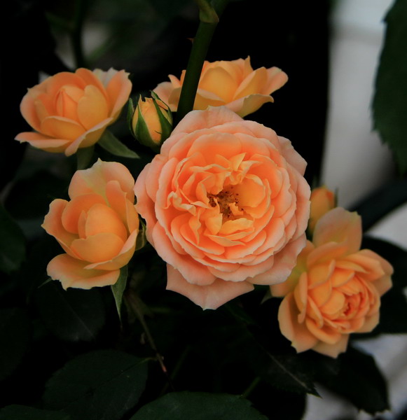 img_3759_СС.jpg
