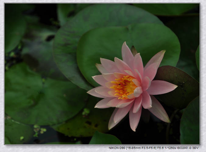 dsc_2264mc.jpg
