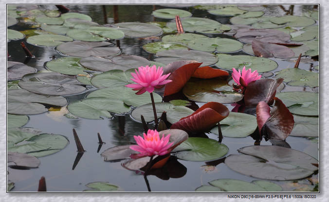 dsc_2254mc.jpg