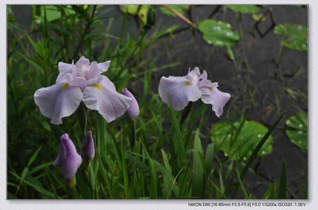 dsc_2257c.jpg