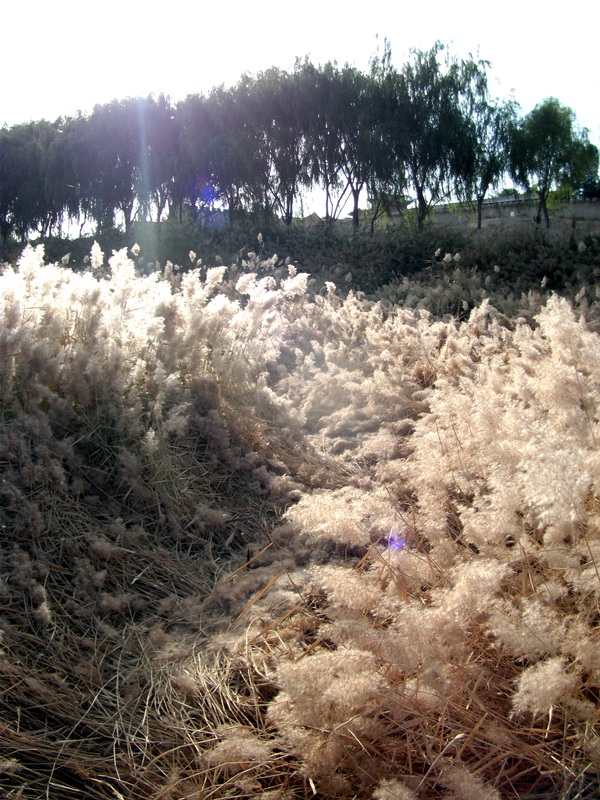 dscf0199.jpg