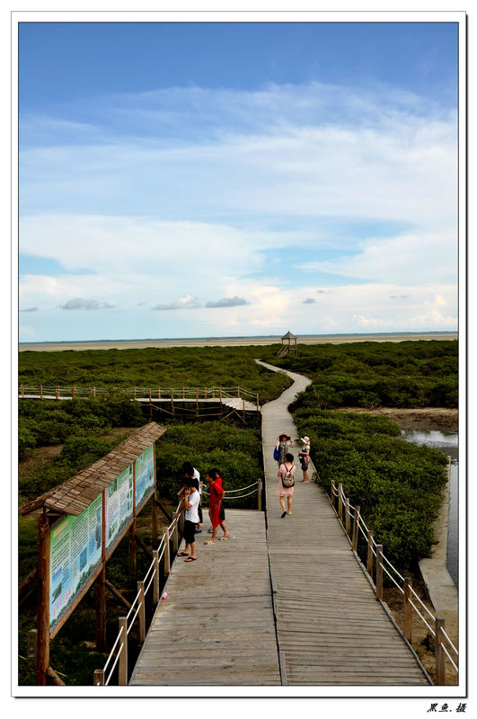 红树林 (9).jpg