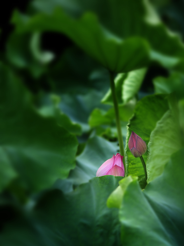 _dsc0378.jpg