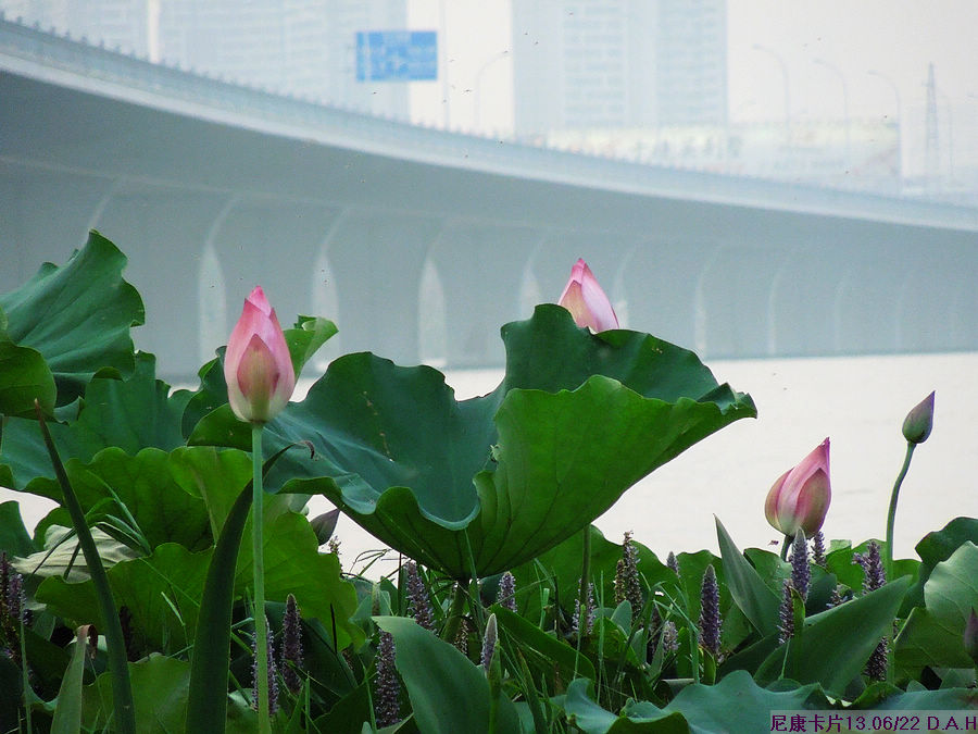 dscn0686.jpg