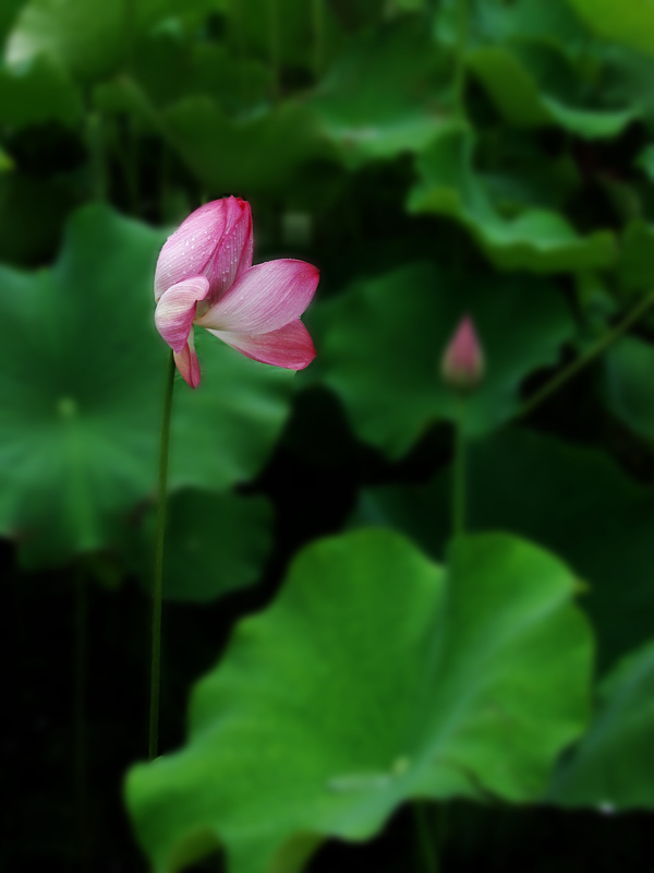 dsc00020a.jpg