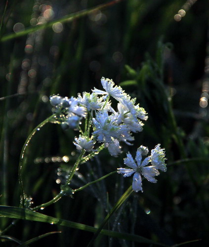 img_9993_СС.jpg