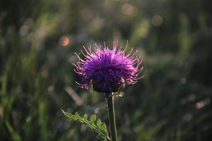 img_9994_СС.jpg