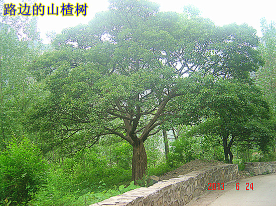 dsc00075_.jpg