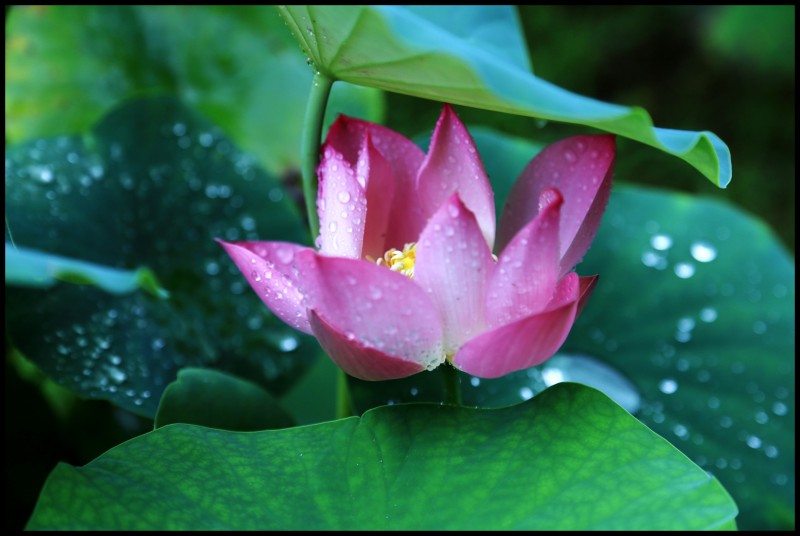conew_ (19)_conew1.jpg