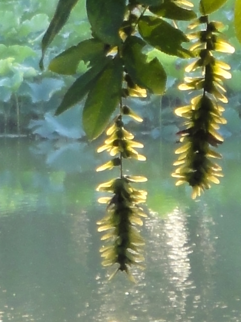 dsc00789.jpg