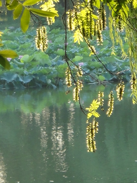 dsc00791.jpg